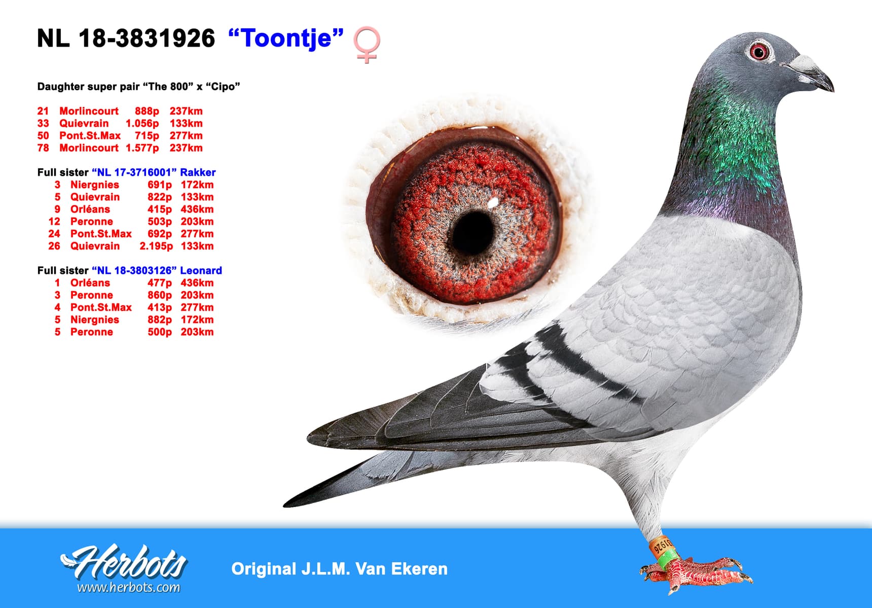 pigeon: “Toontje”