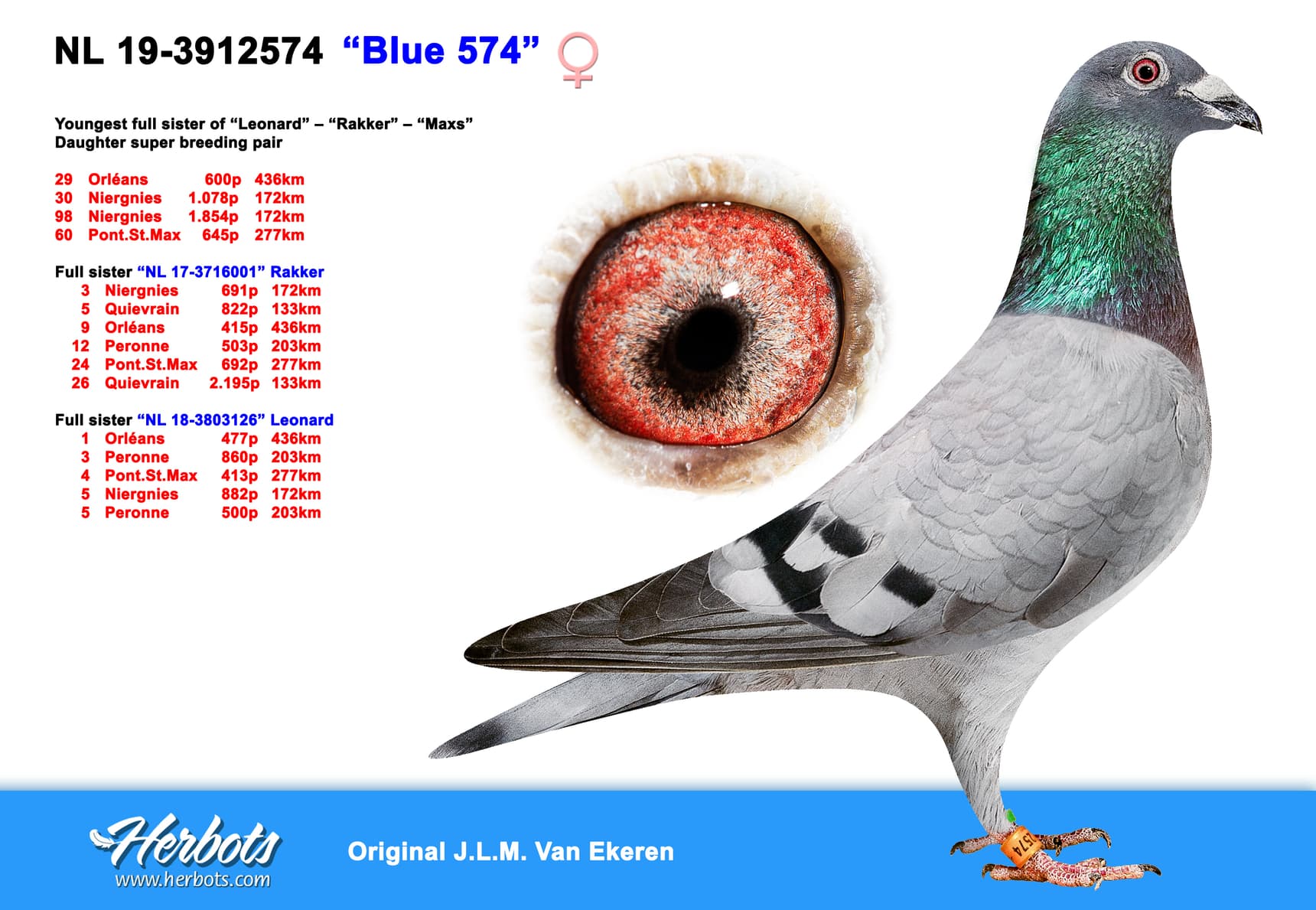 pigeon: “Blue 574”