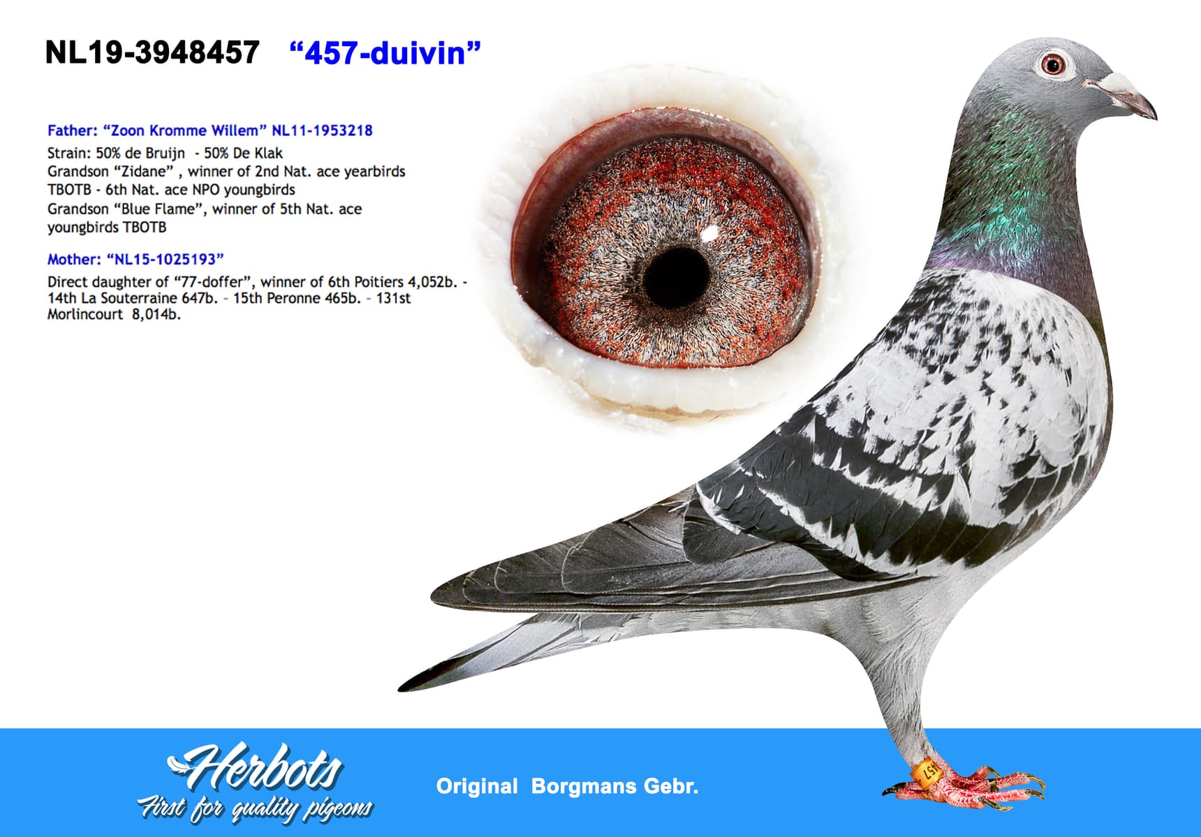 pigeon: undefined