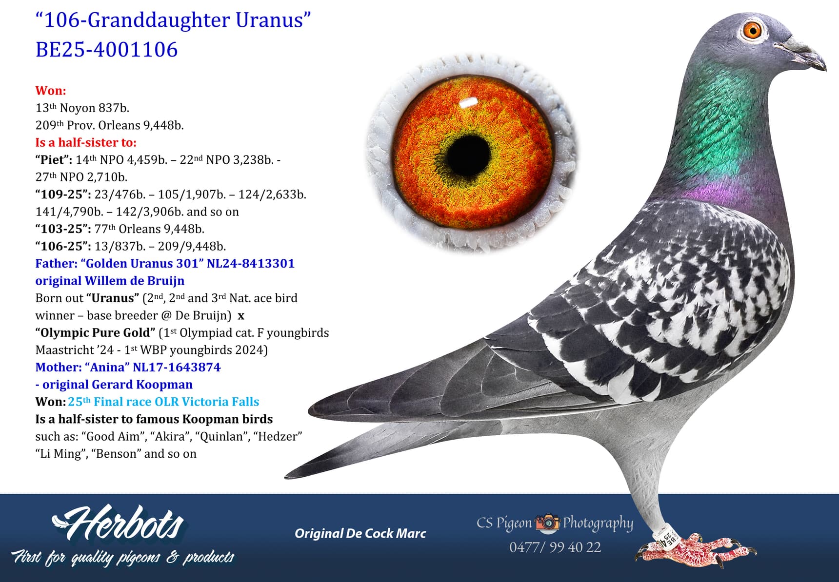 pigeon: undefined