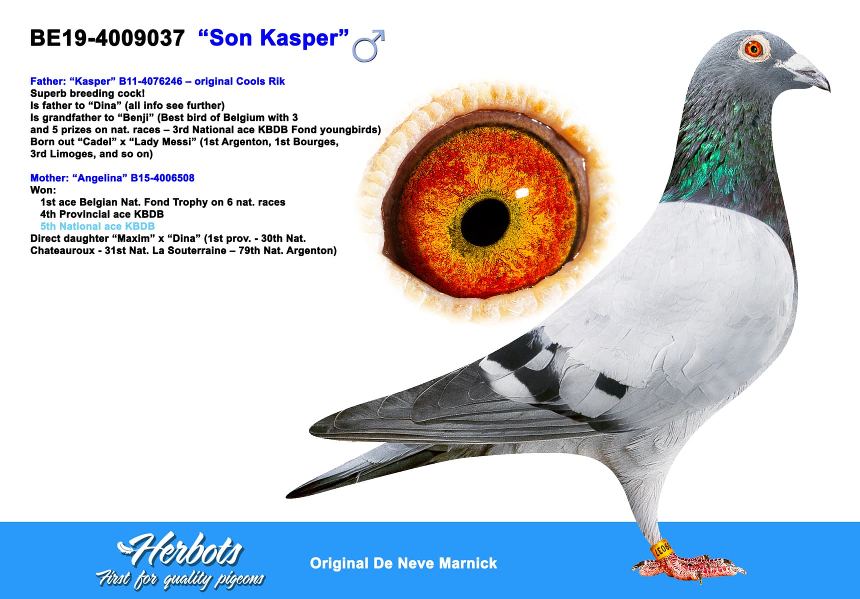 pigeon: undefined