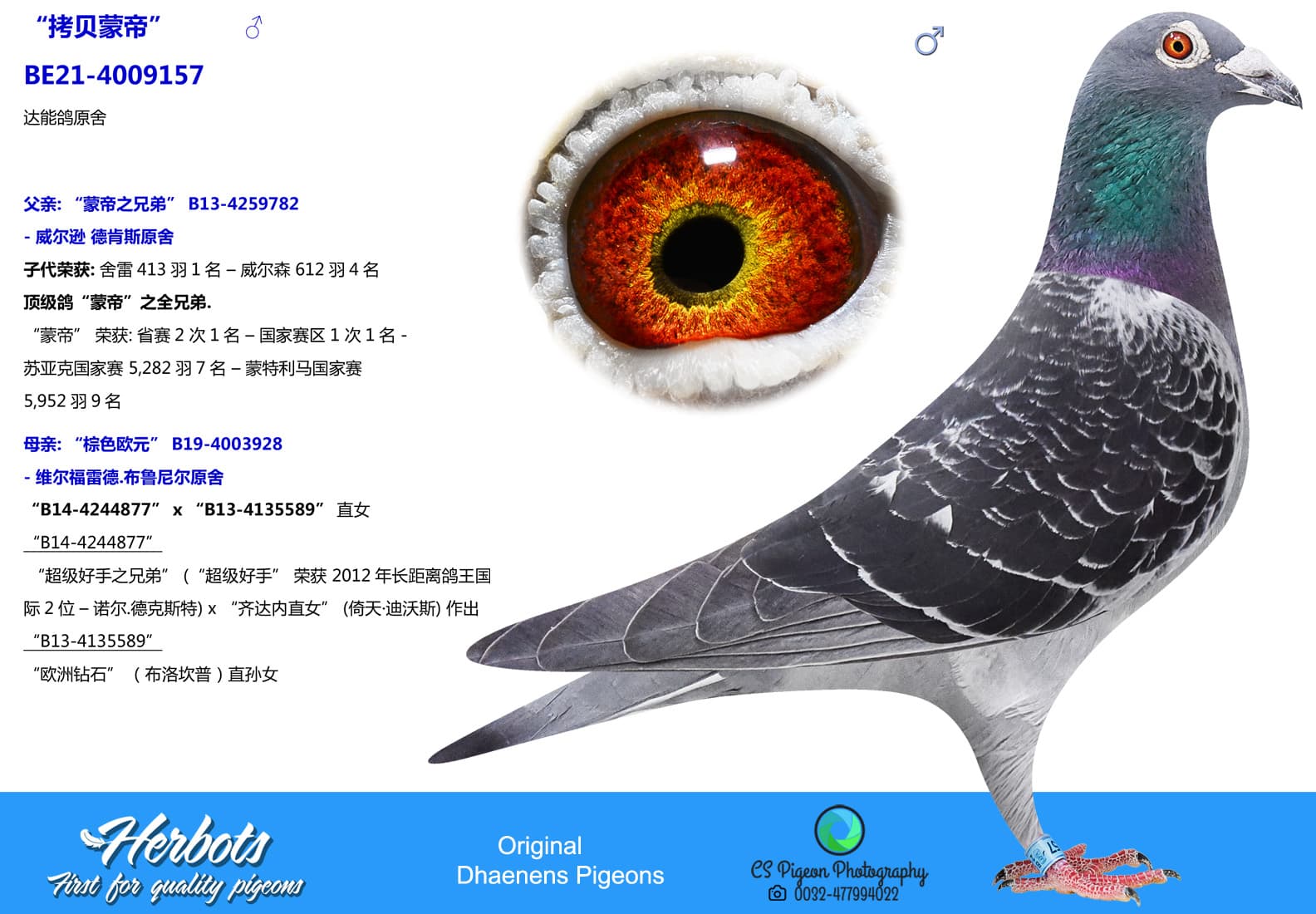 pigeon: undefined