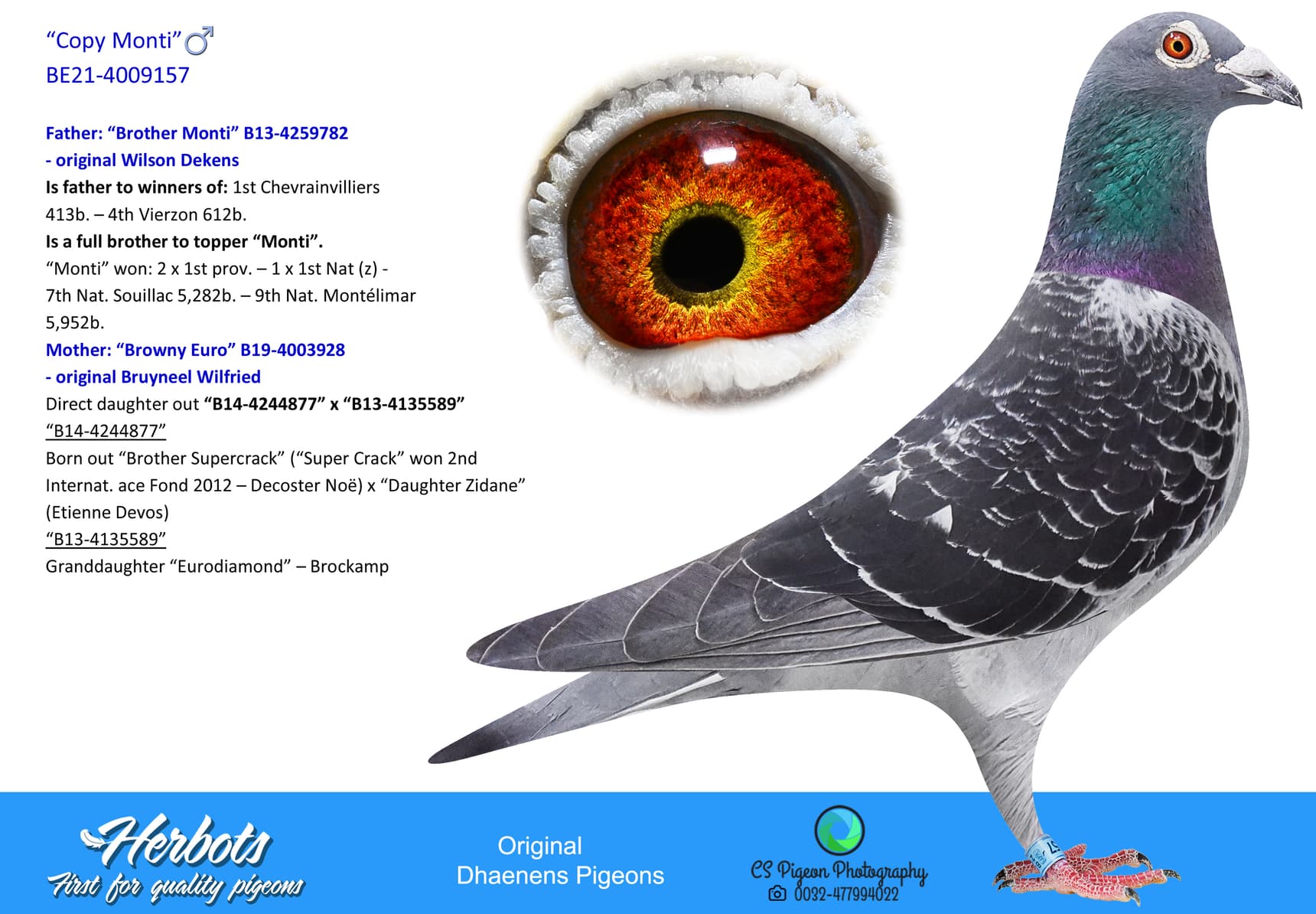 pigeon: undefined