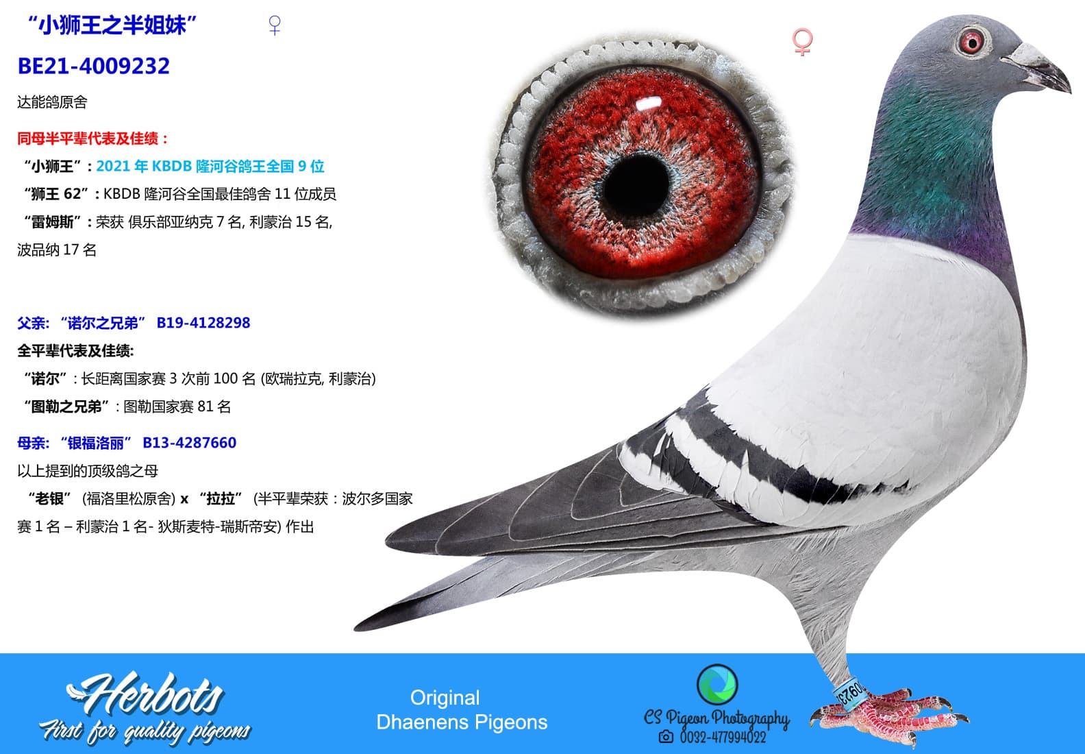 pigeon: undefined