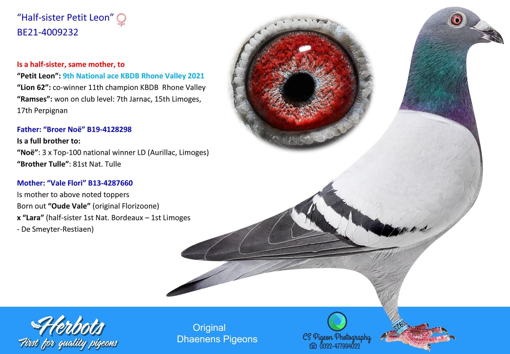 pigeon: undefined