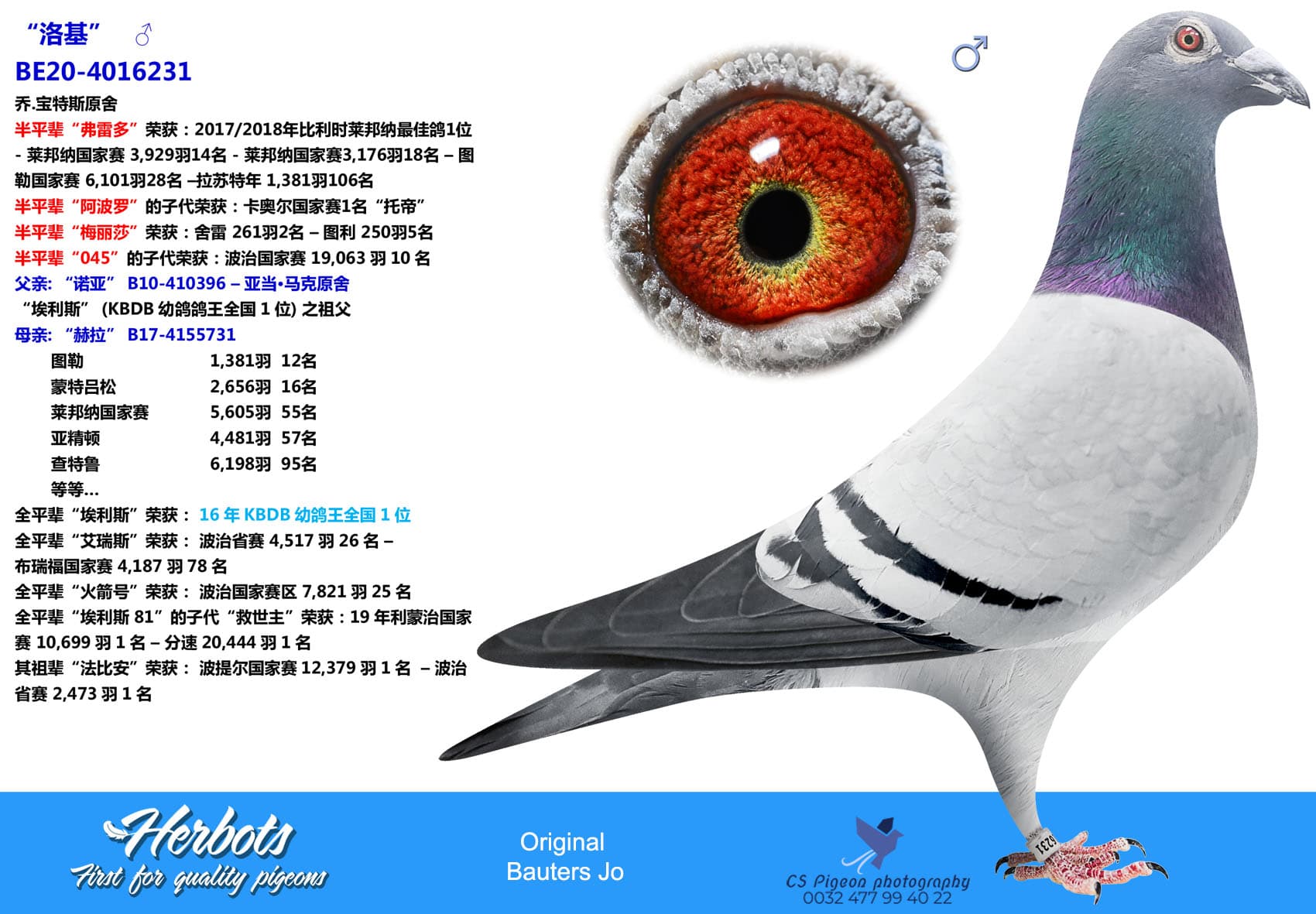 pigeon: undefined