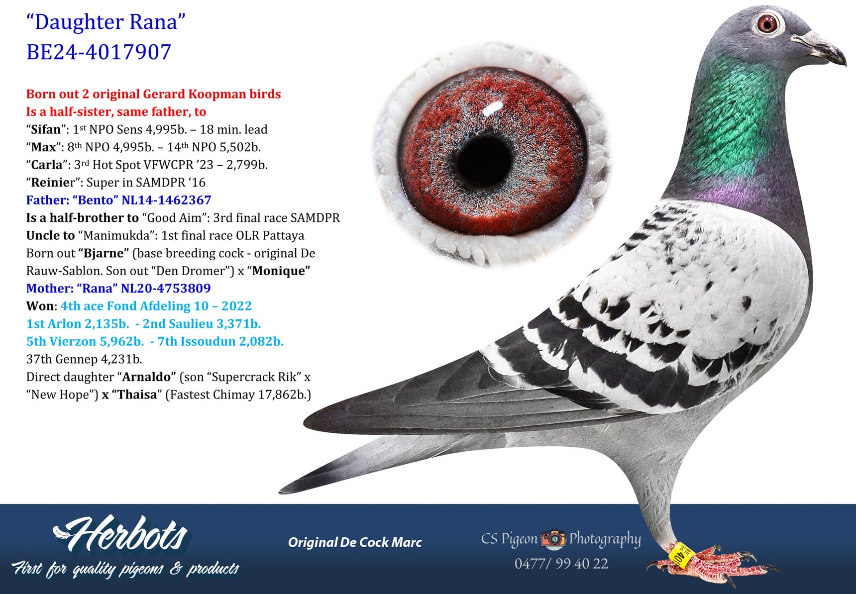 pigeon: undefined