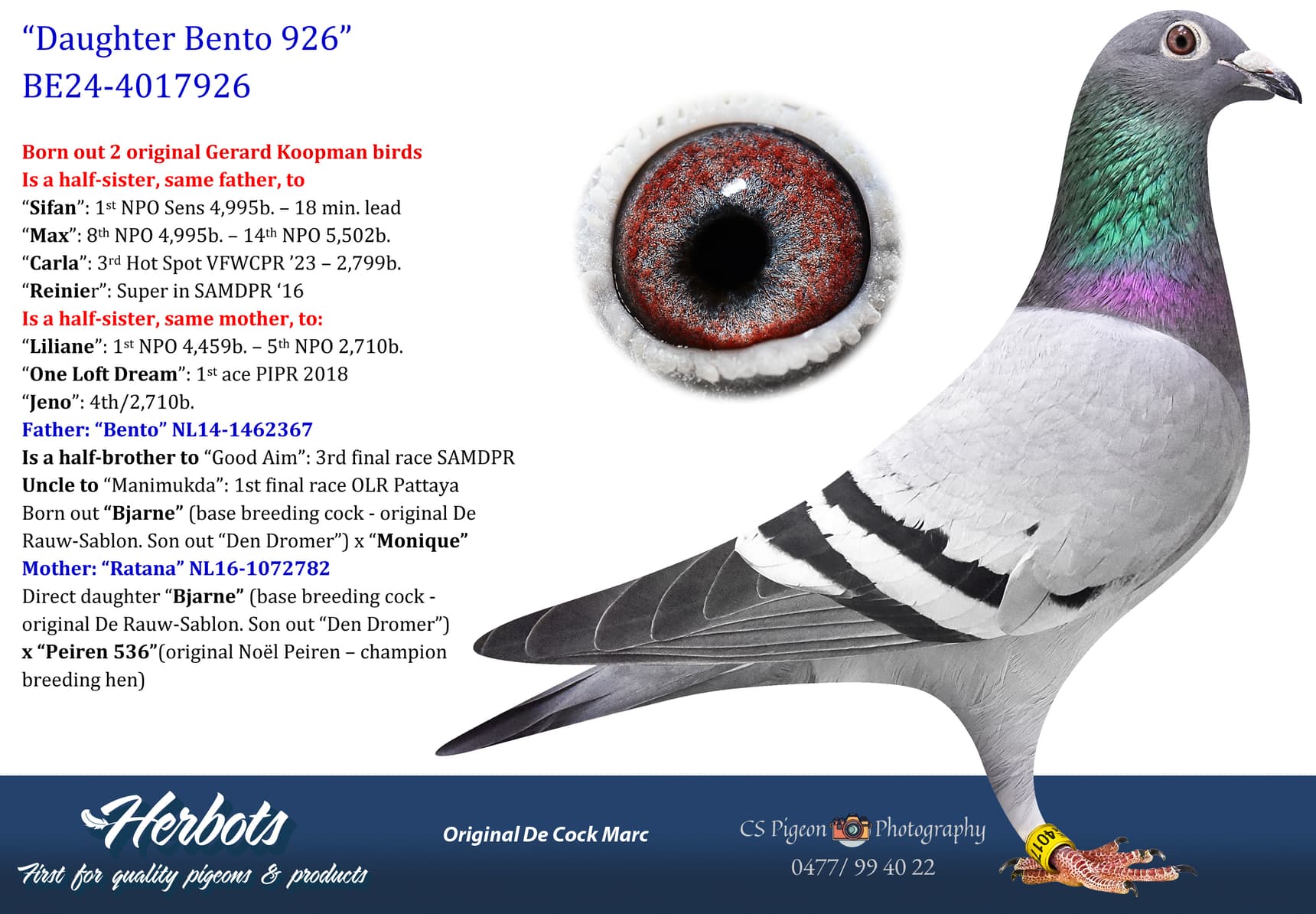 pigeon: undefined