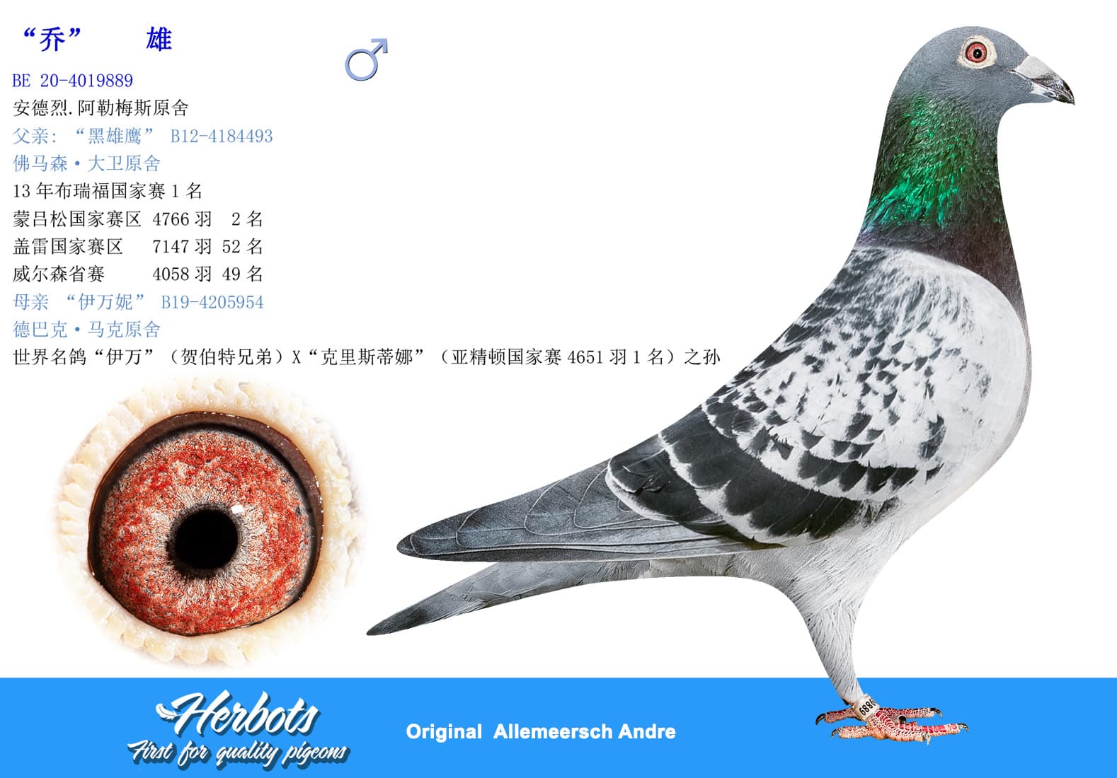 pigeon: undefined