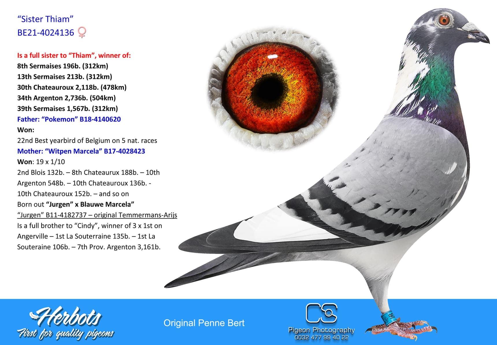 pigeon: undefined
