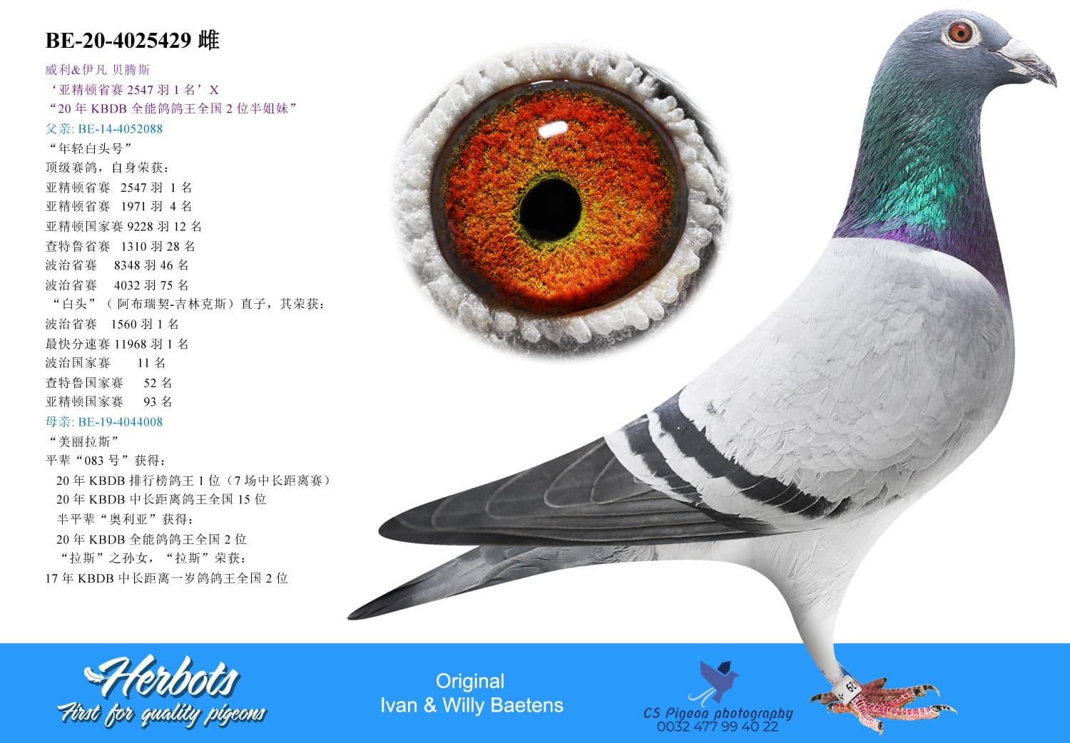 pigeon: Son 1 Prov Argenton