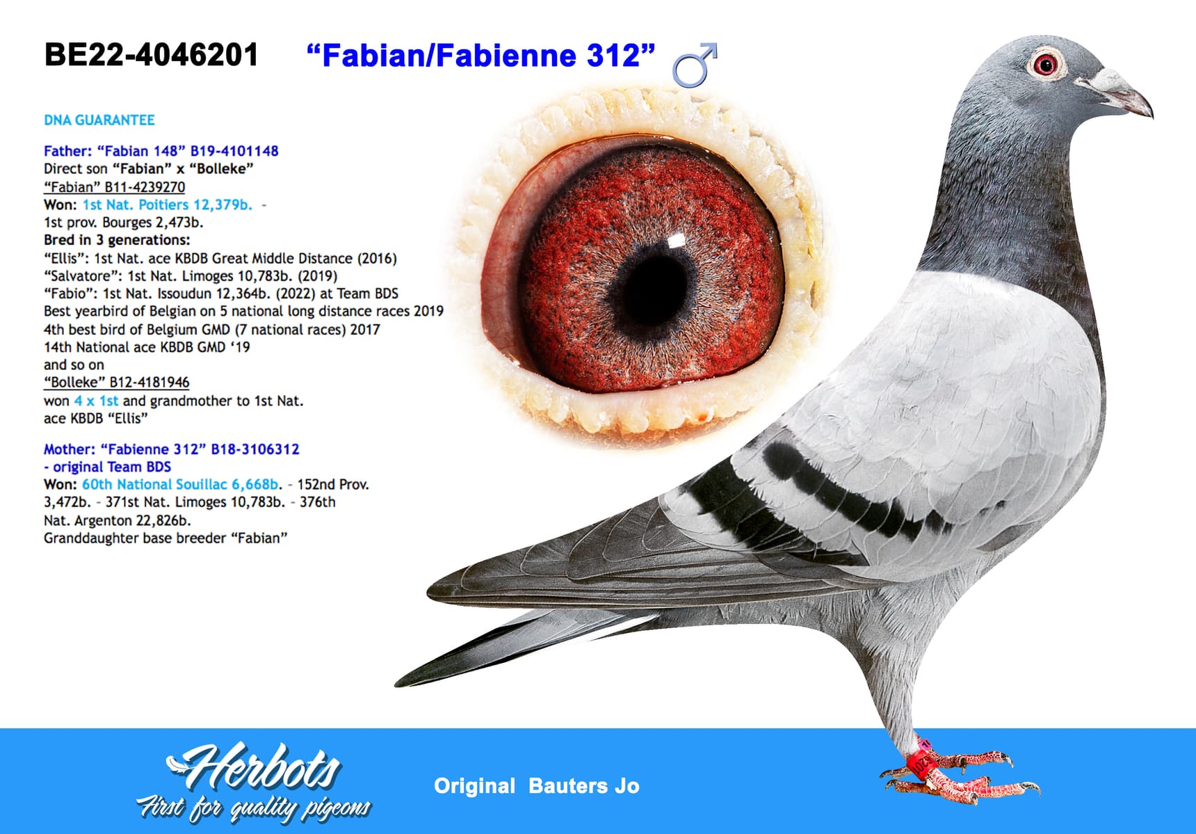 pigeon: “Fabian/Fabienne 312”