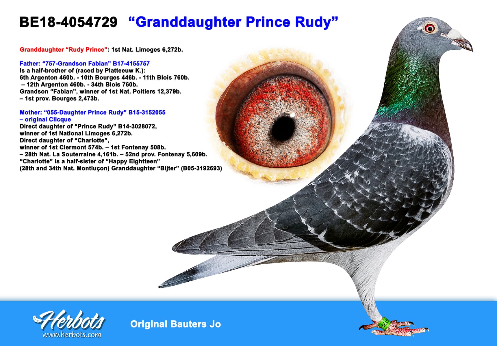 pigeon: “Granddaughter Prince Rudy”