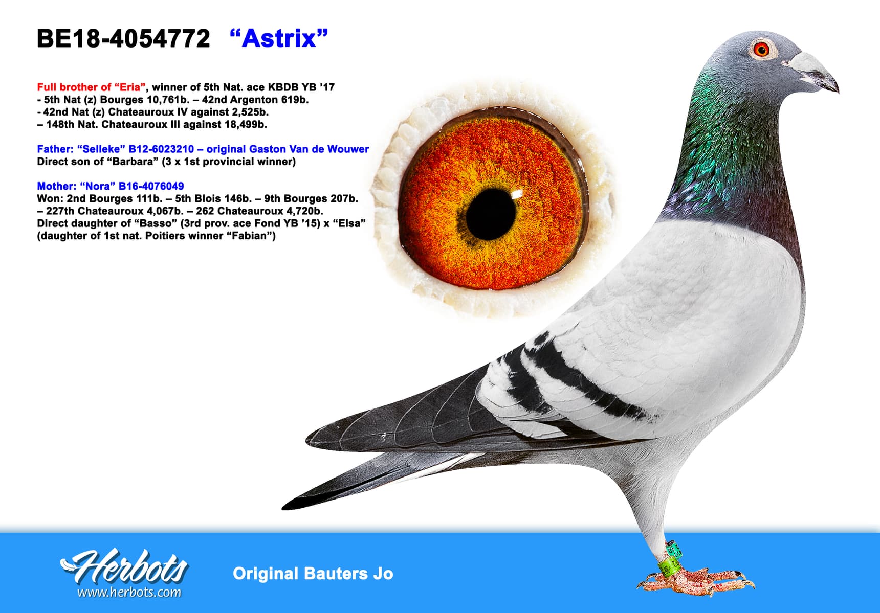 pigeon: “Astrix”