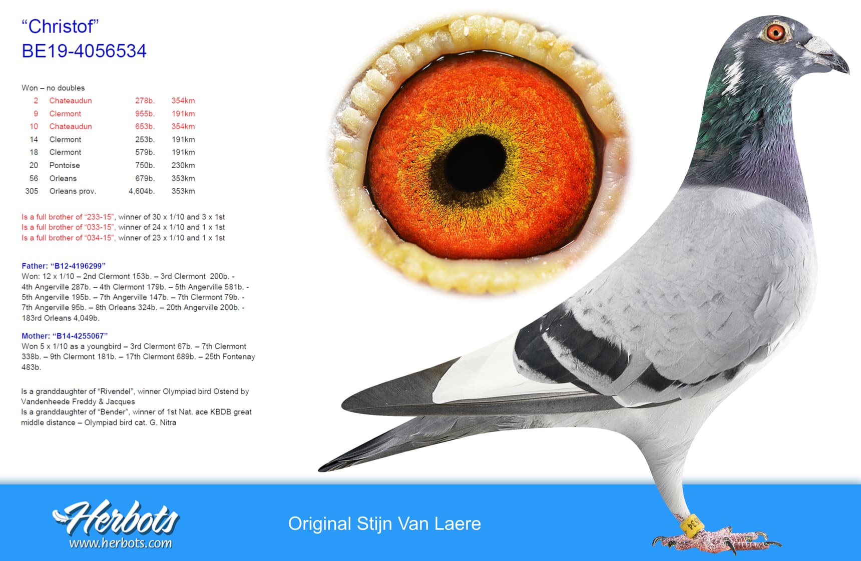 pigeon: “Christof”