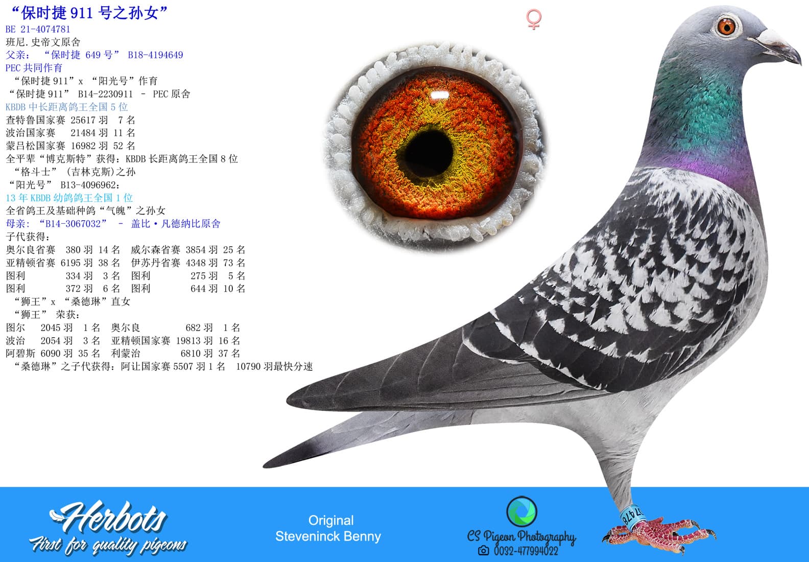 pigeon: undefined