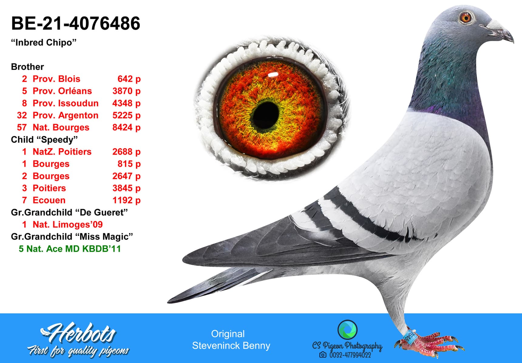 pigeon: Inbred Chipo