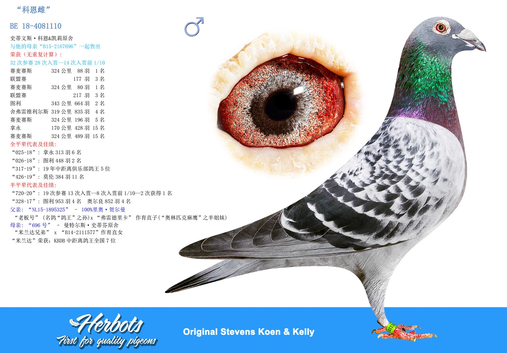 pigeon: undefined