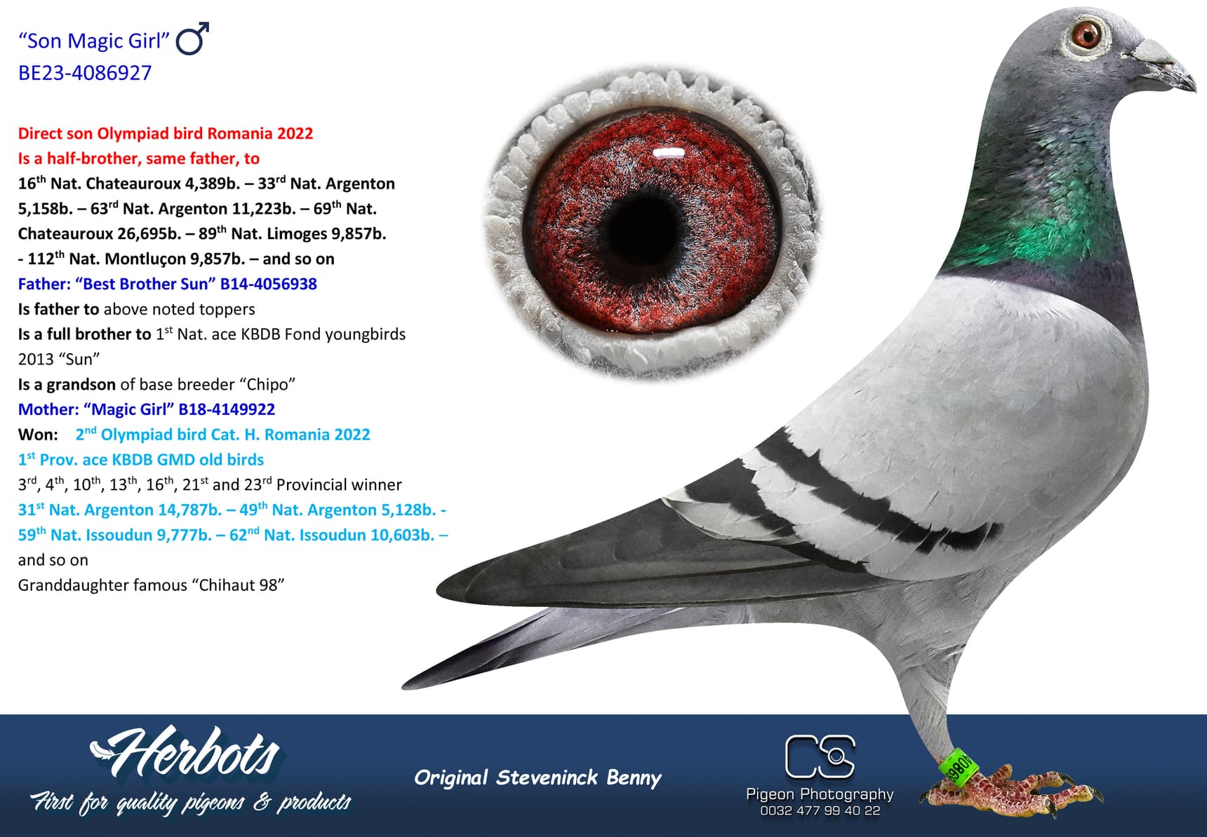 pigeon: undefined
