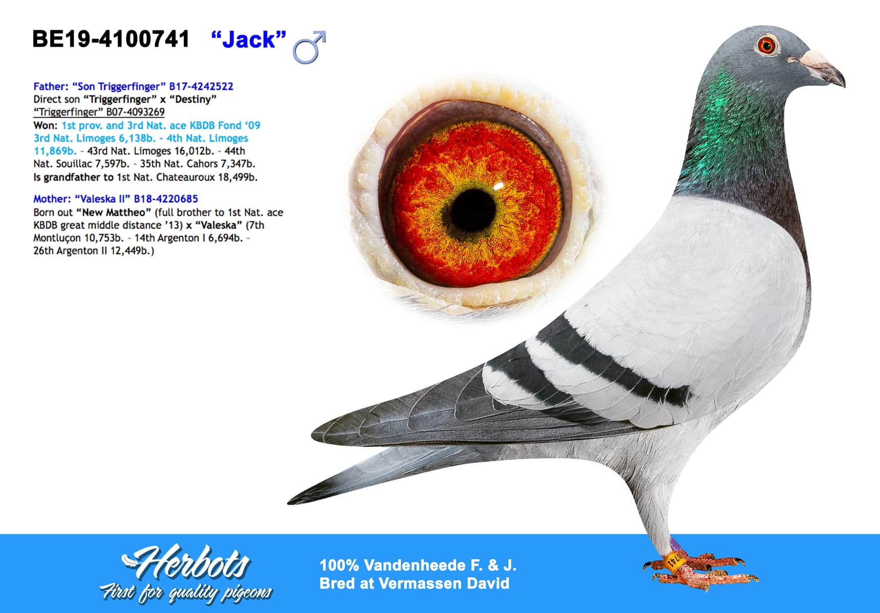 pigeon: “杰克”