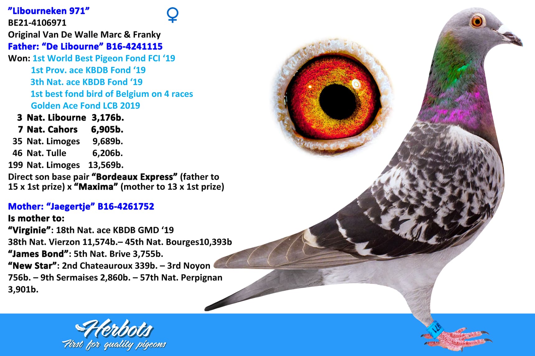 pigeon: ”Libourneken 971”