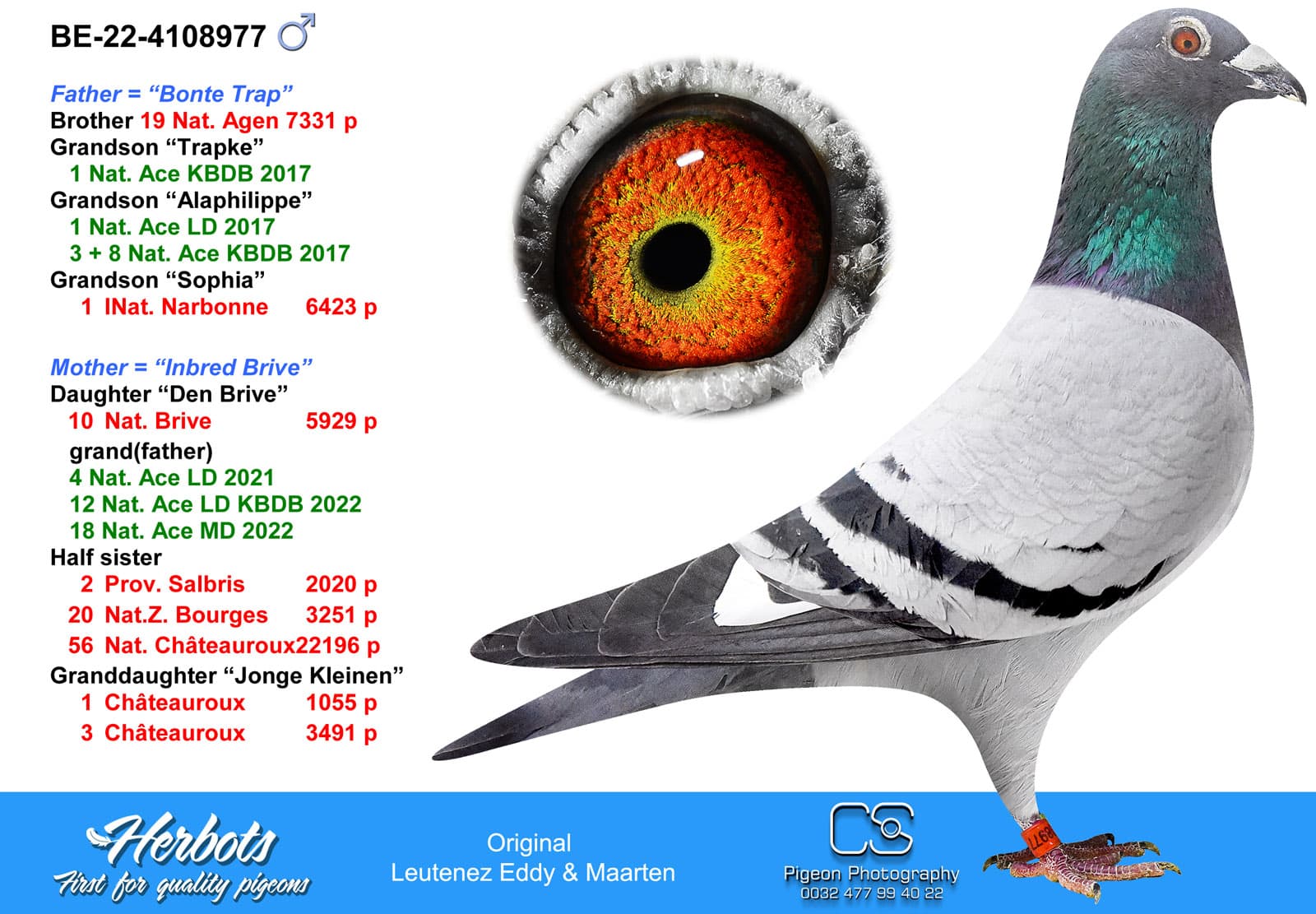 pigeon: Bonte Trap x Inbred Brive