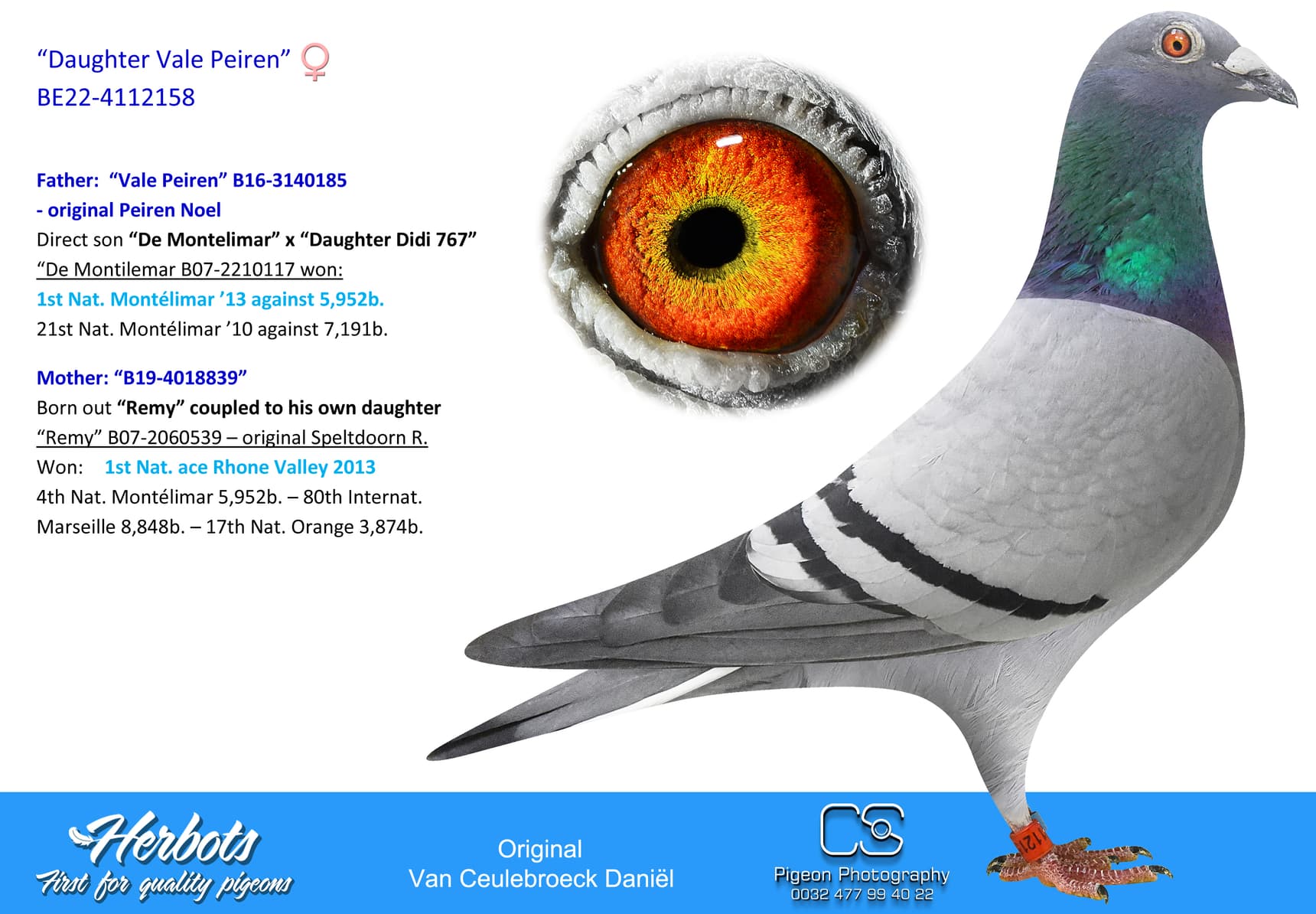 pigeon: undefined