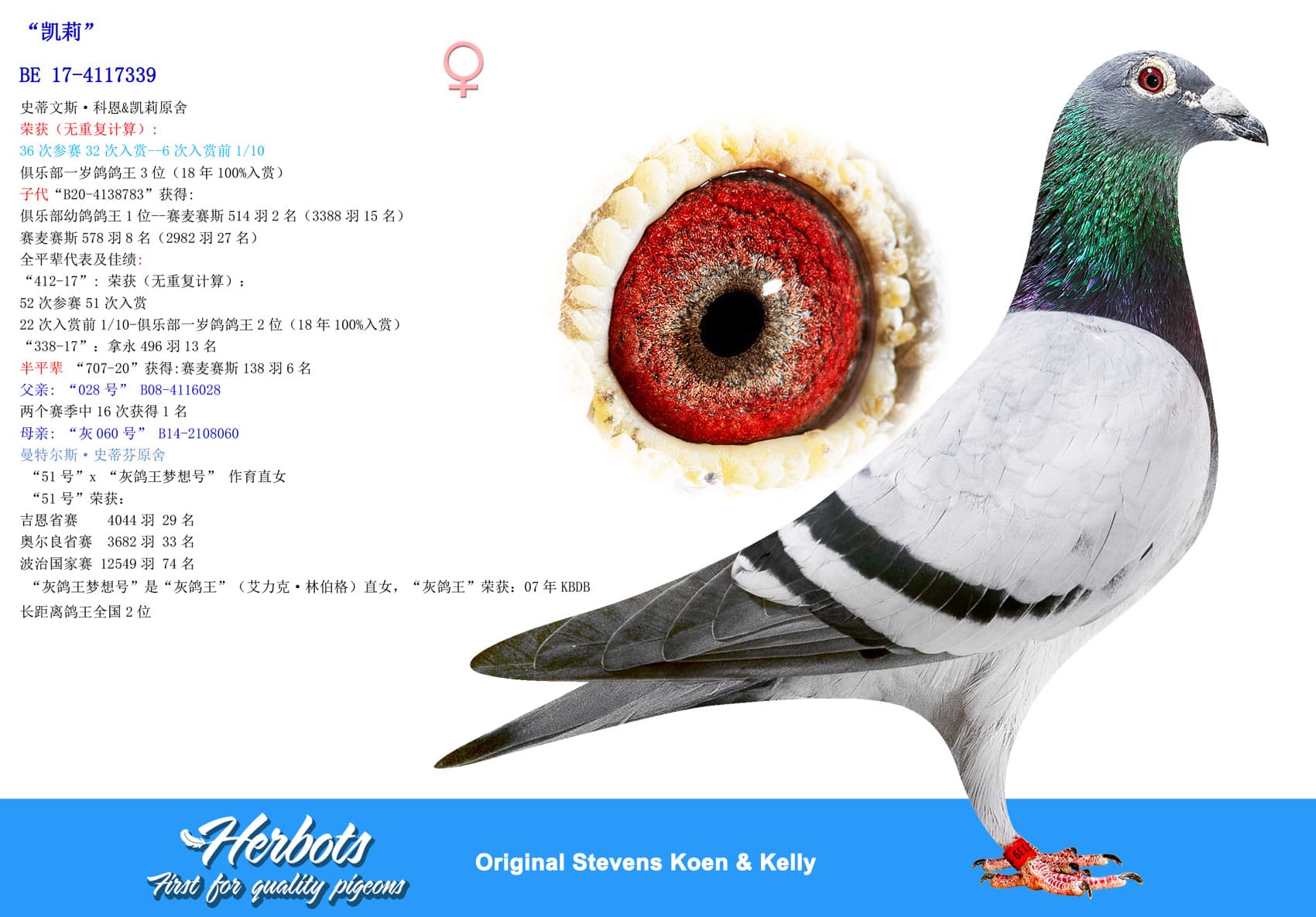 pigeon: undefined