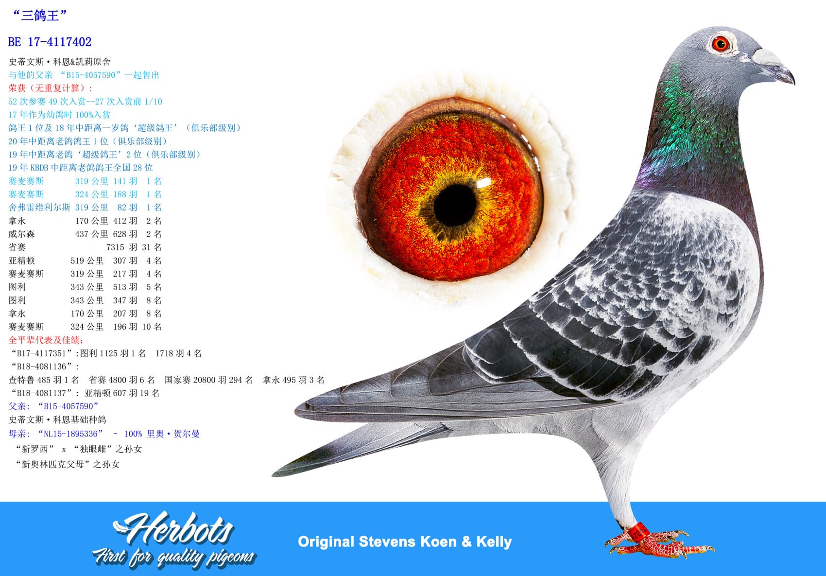 pigeon: undefined
