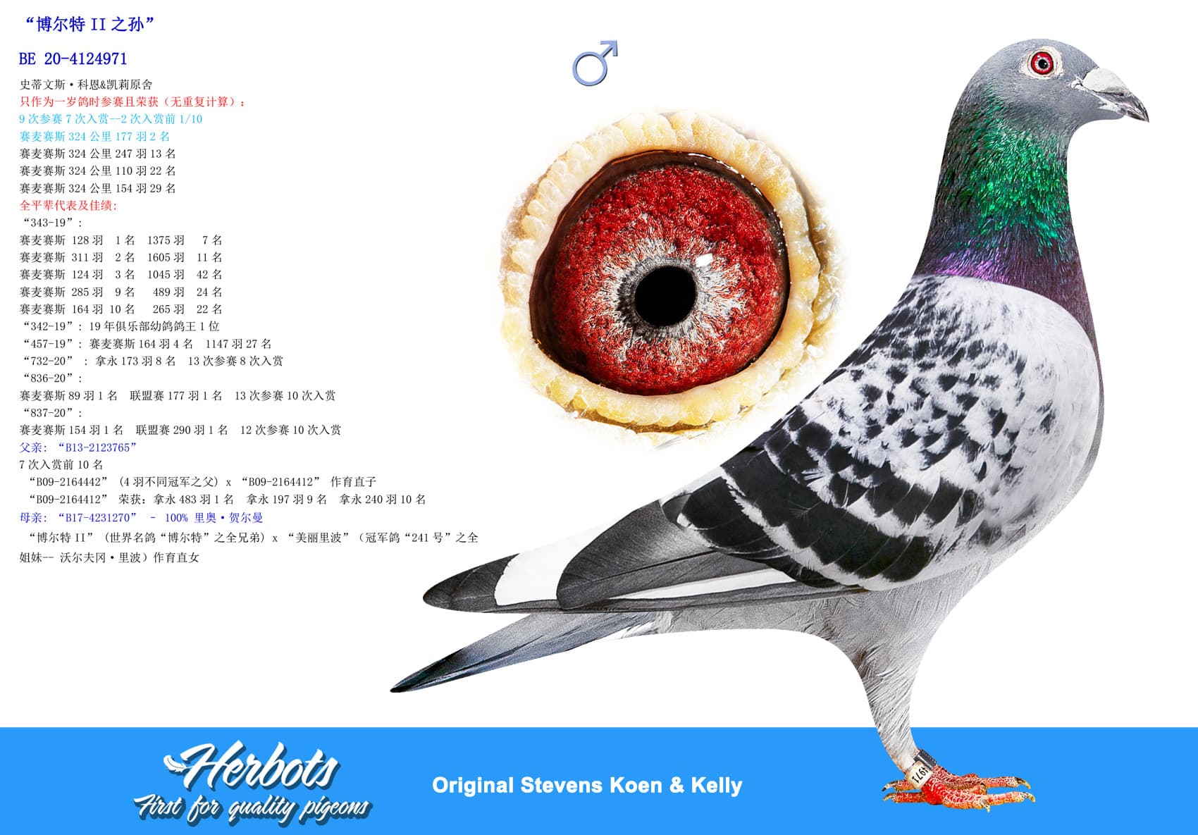 pigeon: undefined