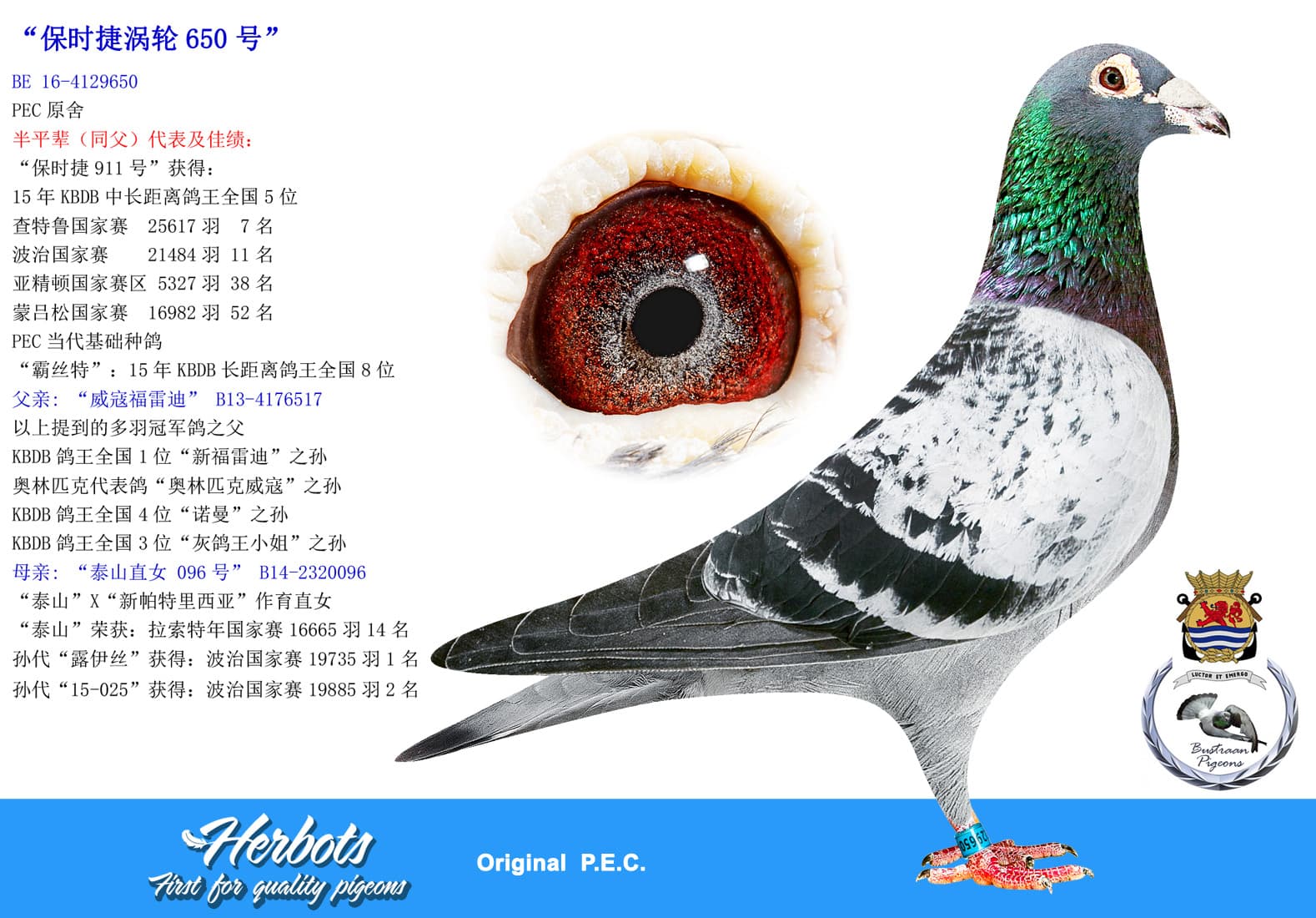 pigeon: undefined