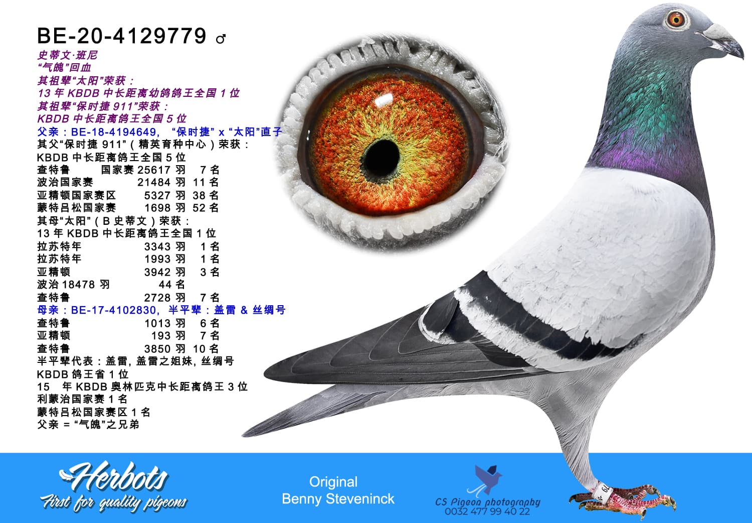 pigeon: undefined