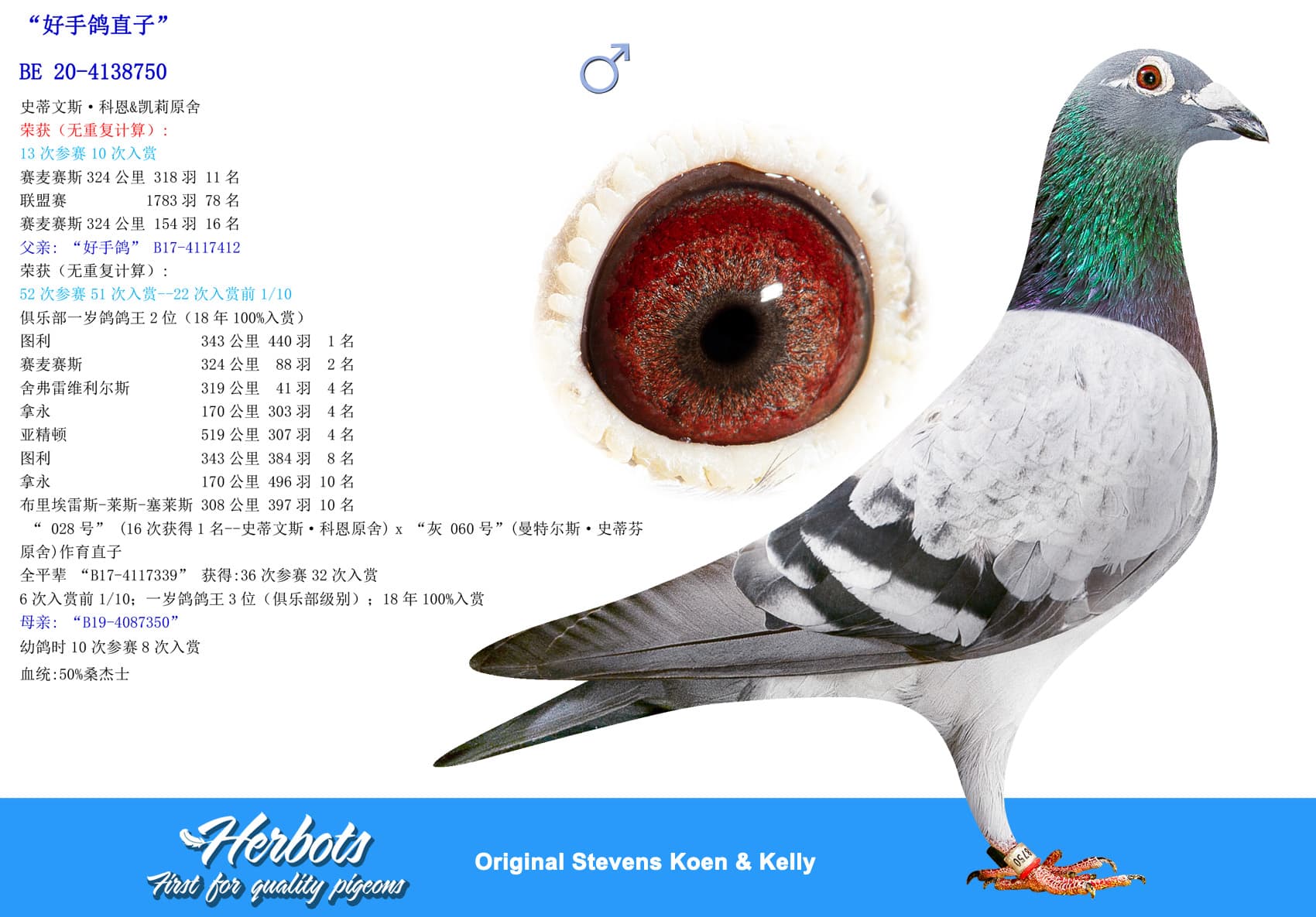 pigeon: undefined