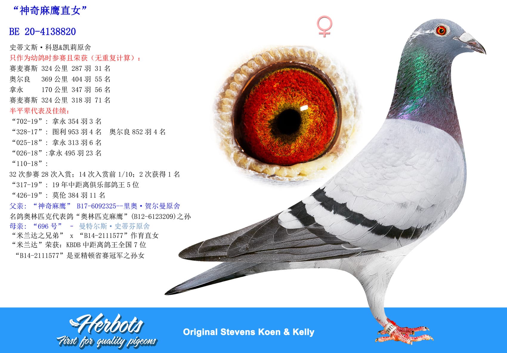 pigeon: undefined