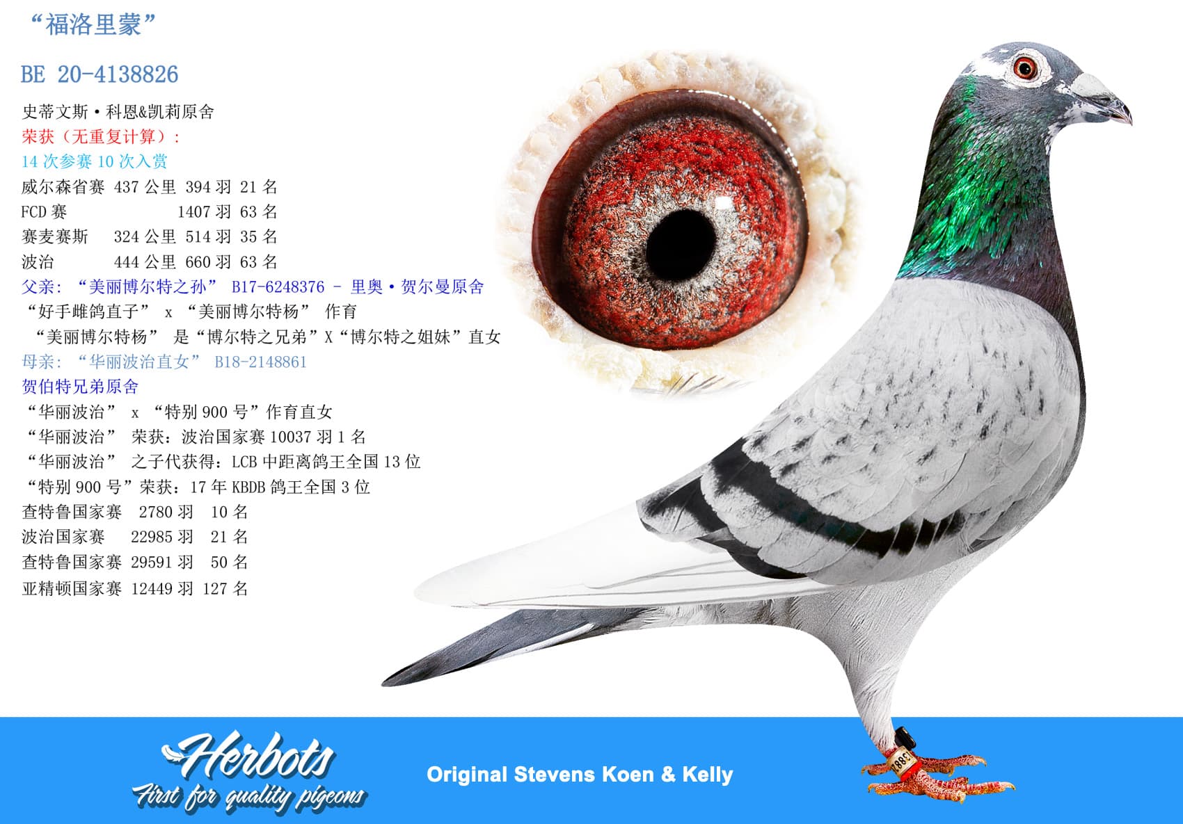 pigeon: undefined