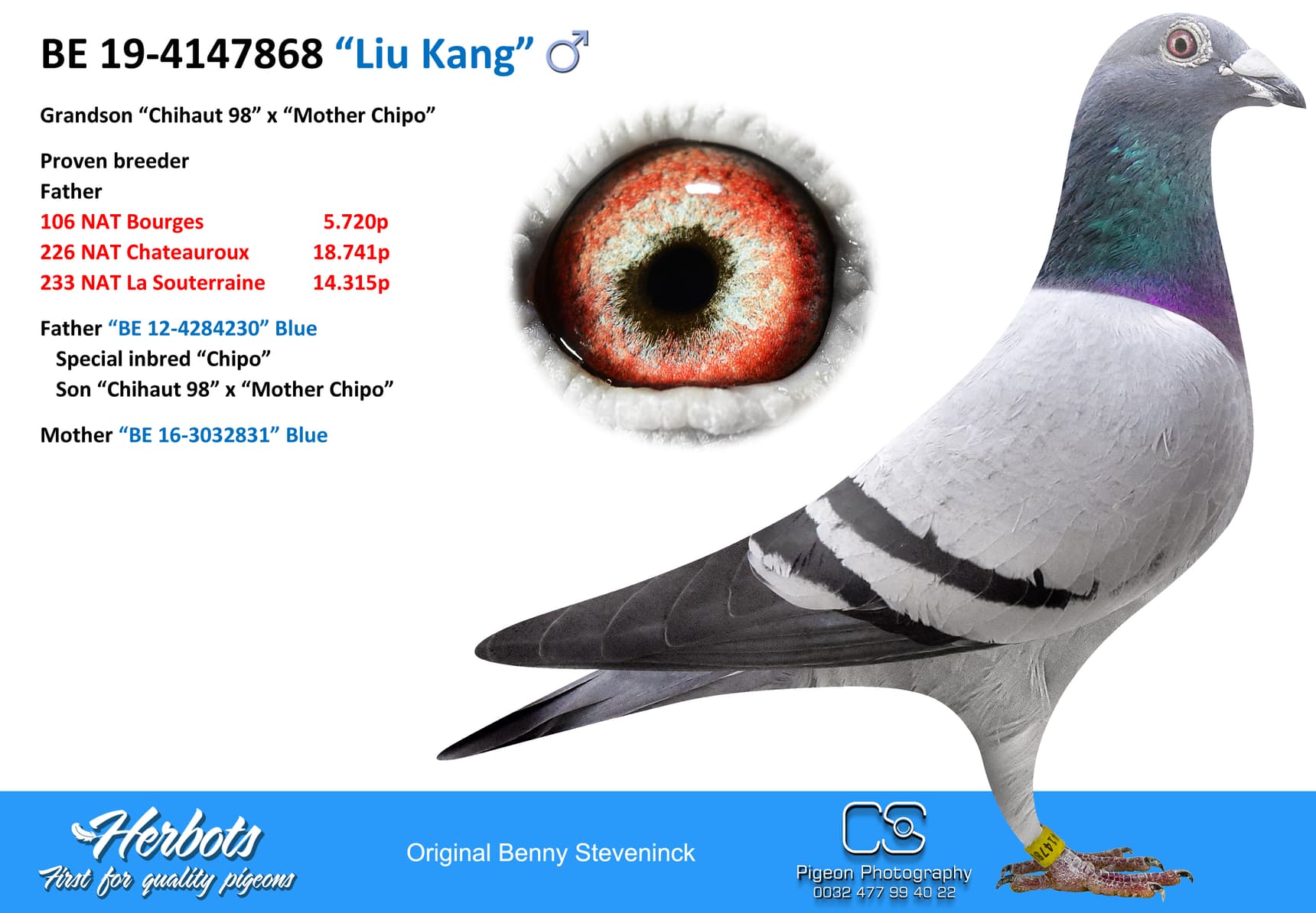 pigeon: “Liu Kang”