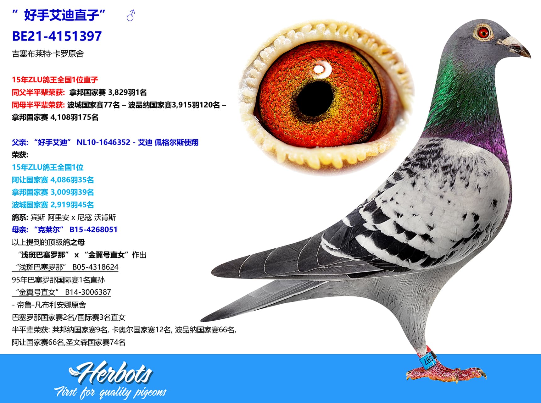 pigeon: ”好手艾迪直子”