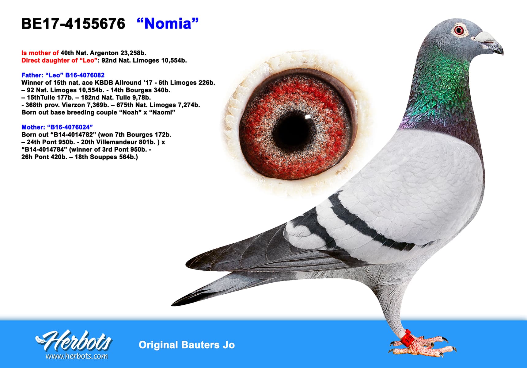 pigeon: undefined