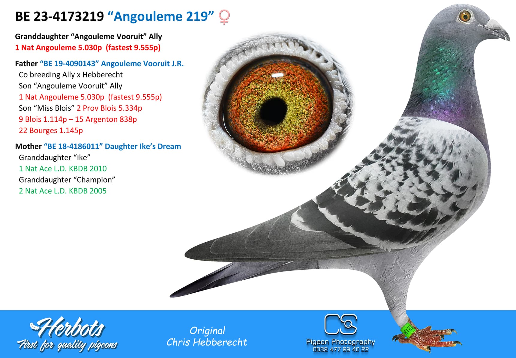 pigeon: “Angouleme 219”