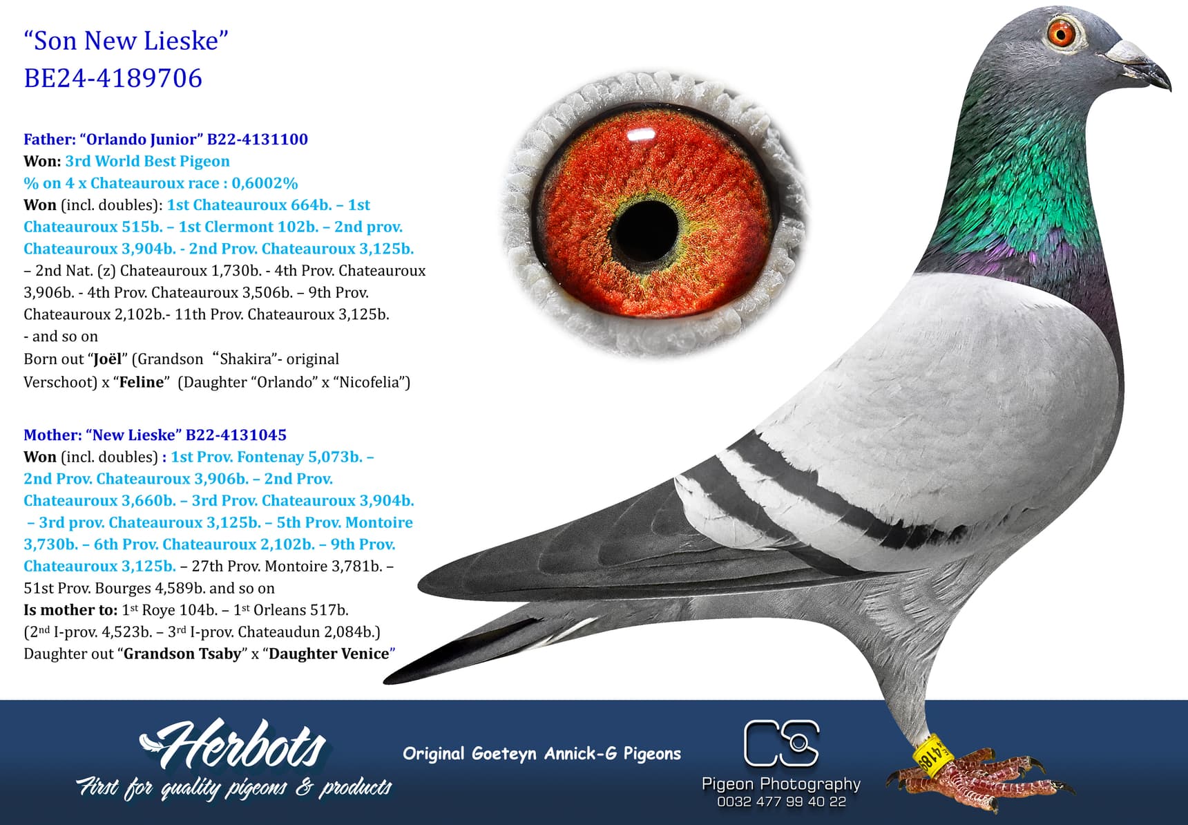pigeon: undefined