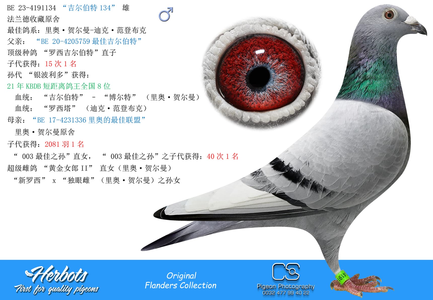 pigeon: undefined