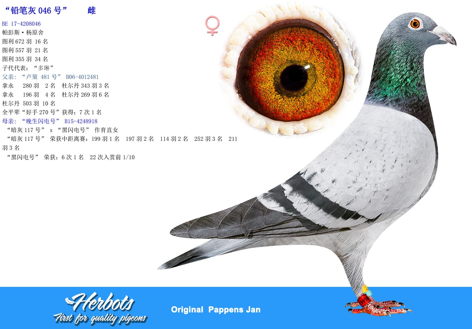 pigeon: undefined