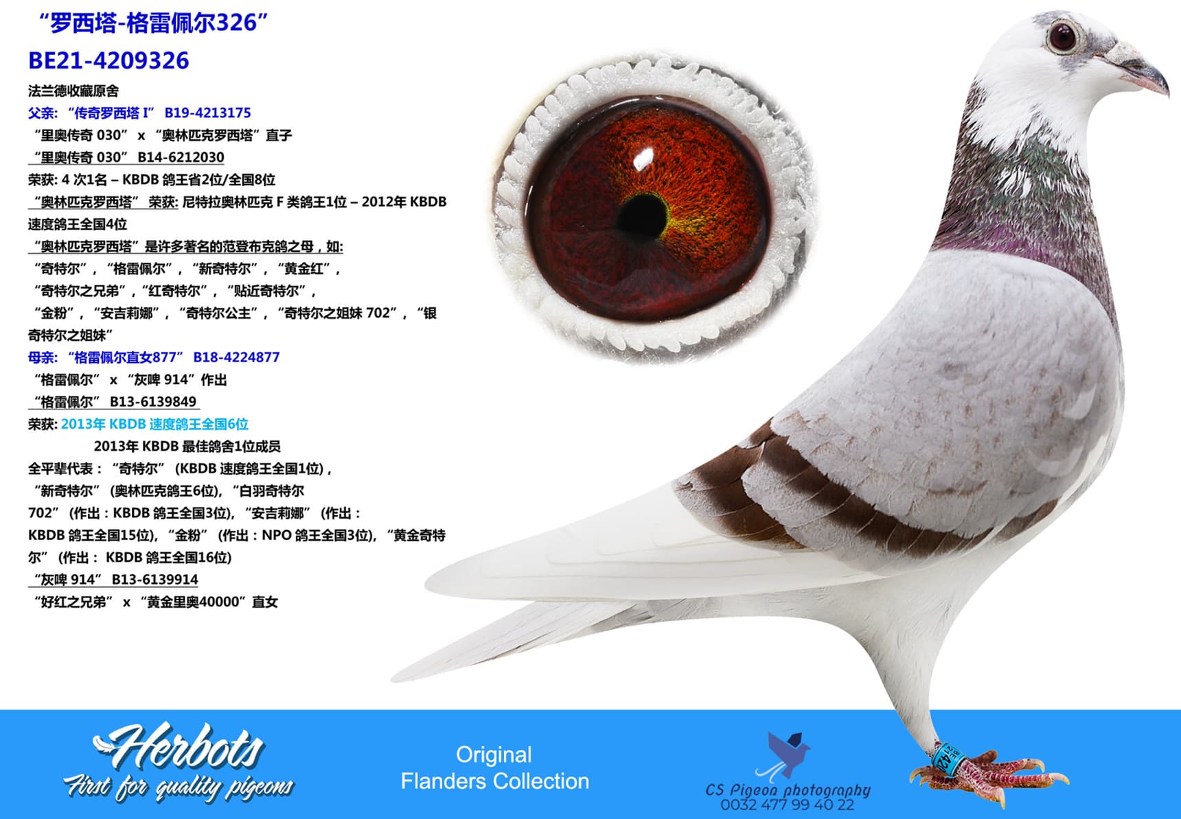 pigeon: “罗西塔-格雷佩尔326”