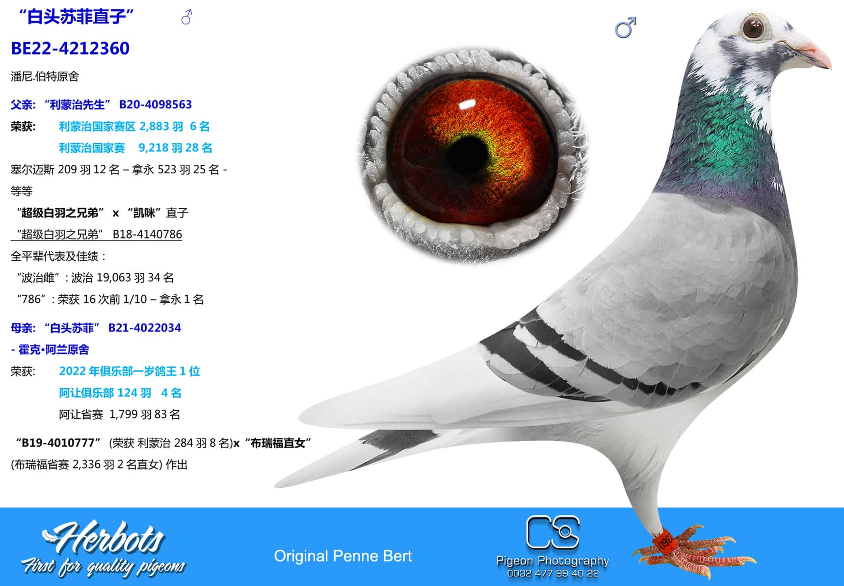 pigeon: “白头苏菲直子”