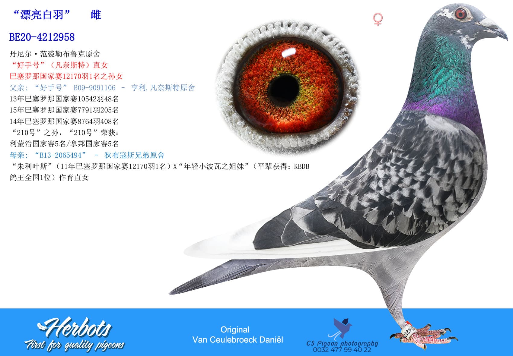 pigeon: undefined