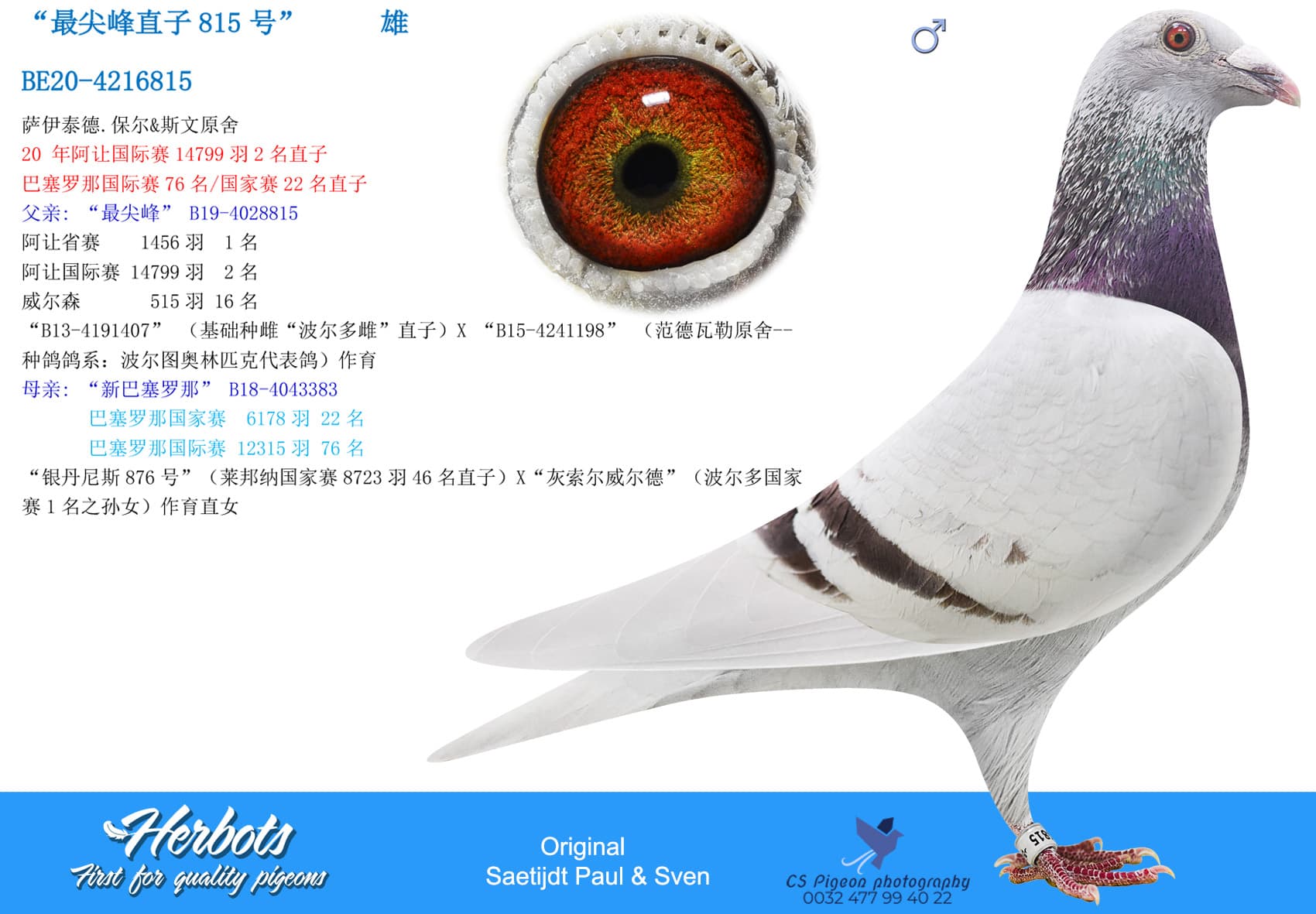 pigeon: undefined