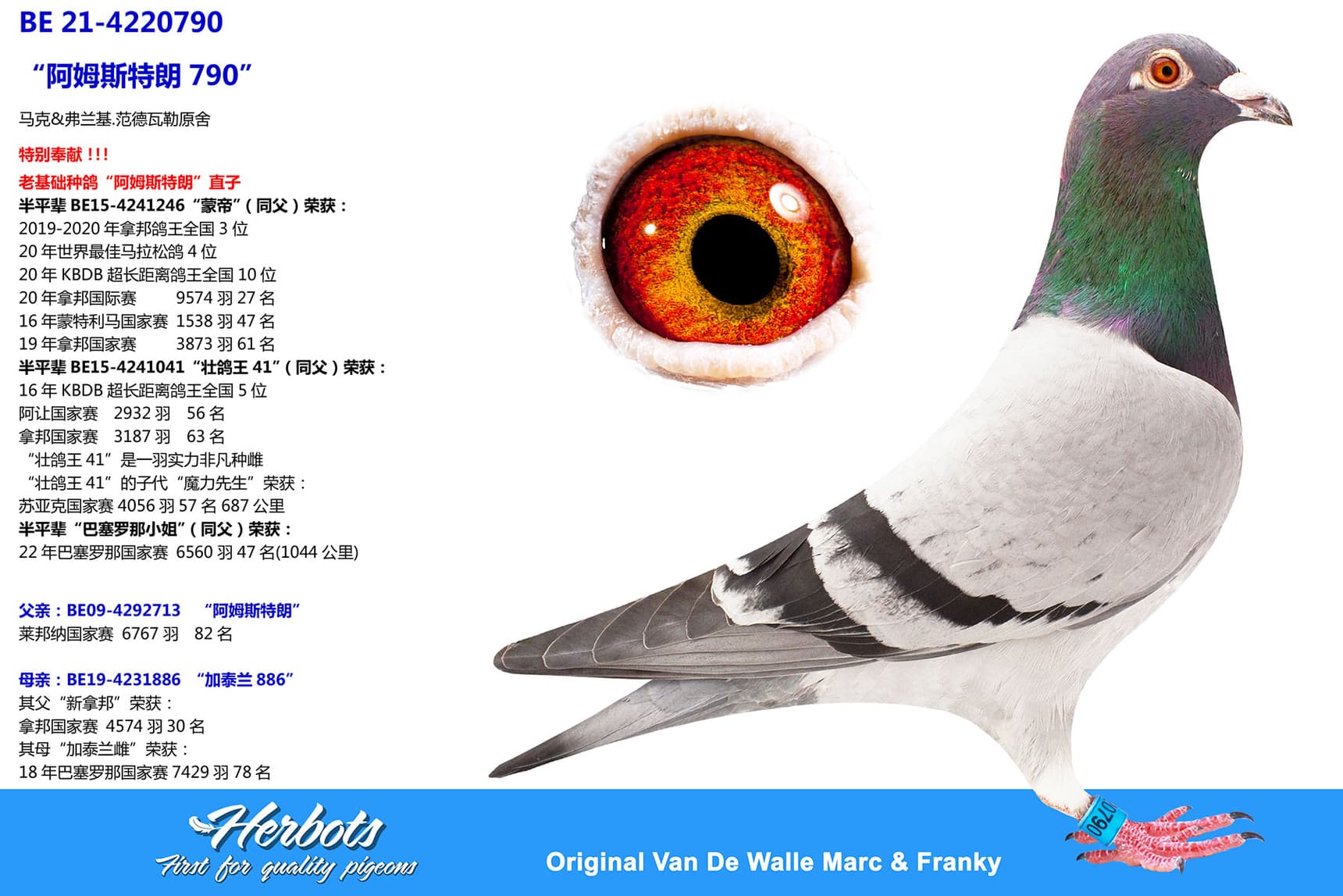 pigeon: undefined