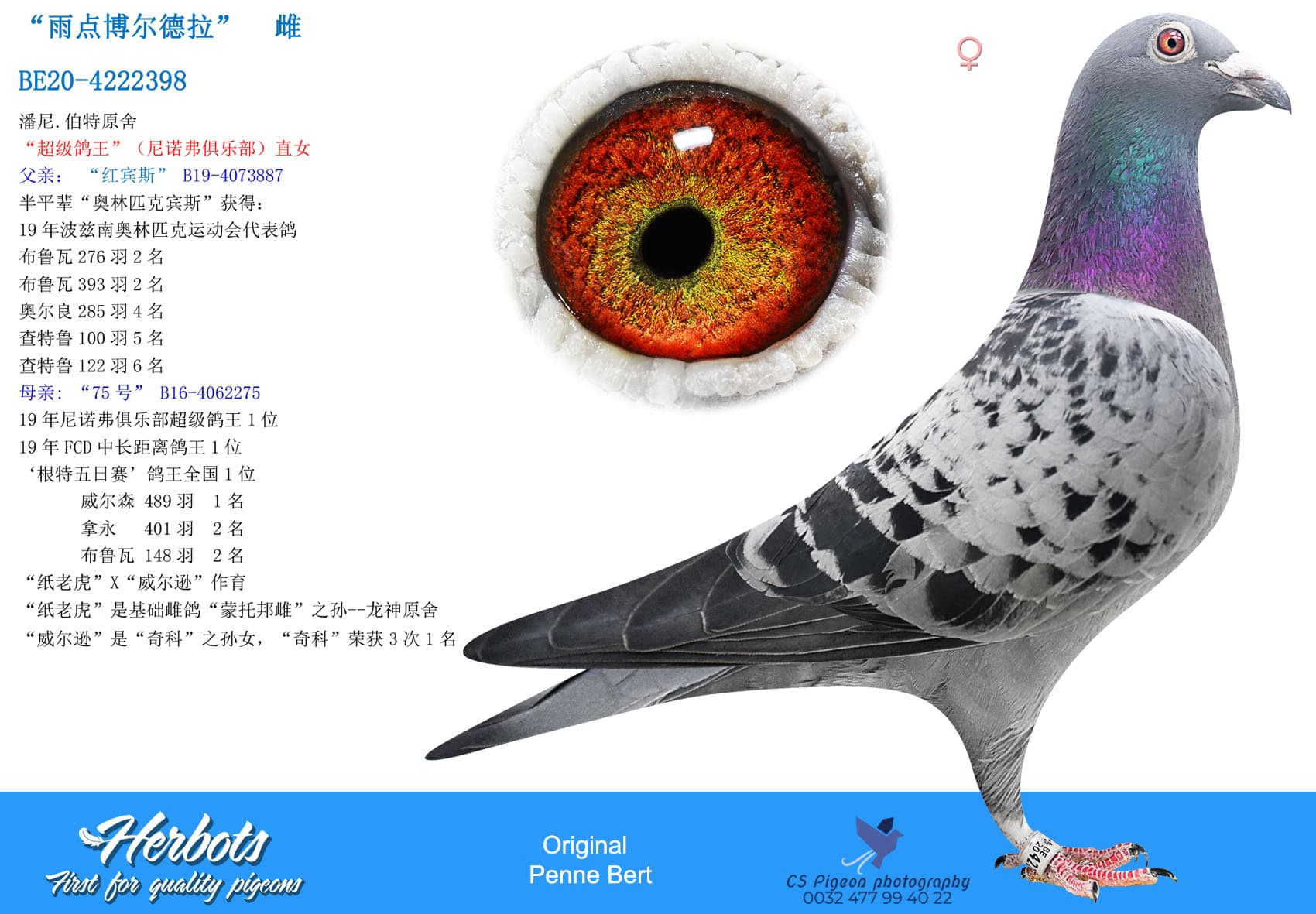 pigeon: undefined