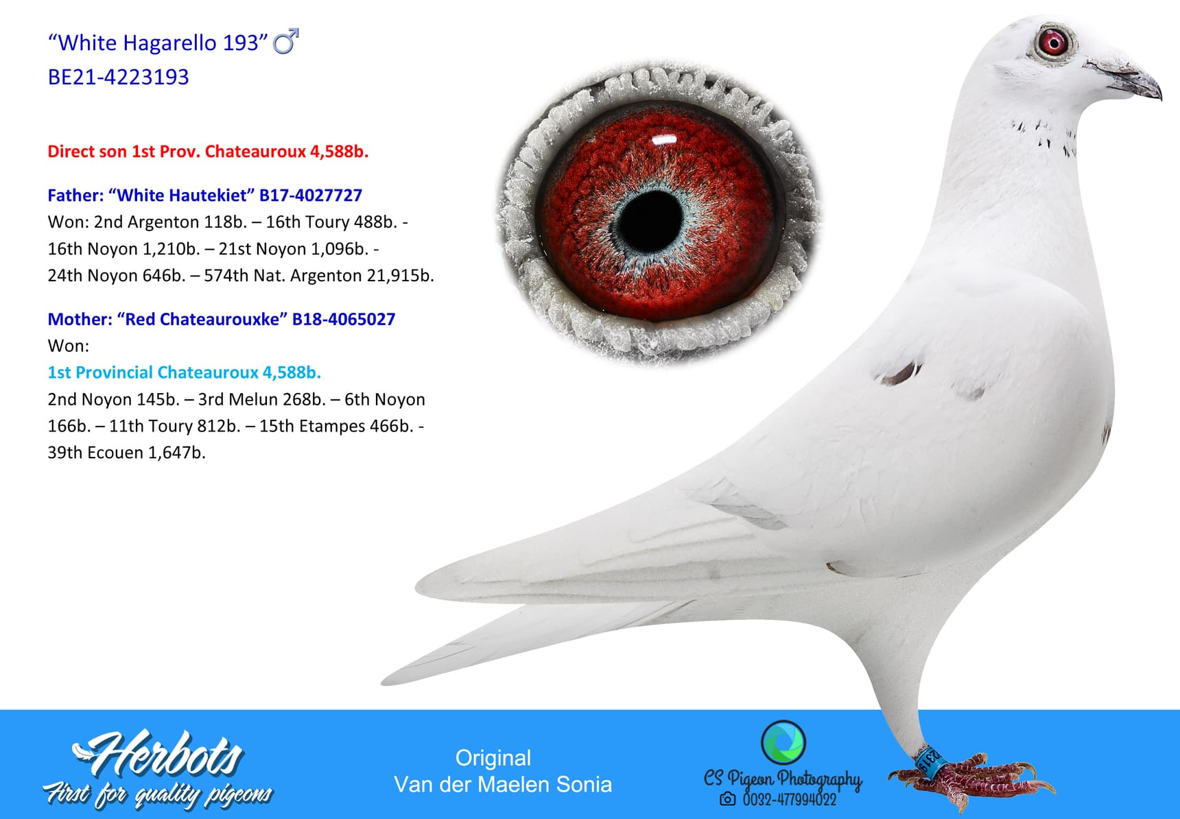 pigeon: “White Hagarello 193”