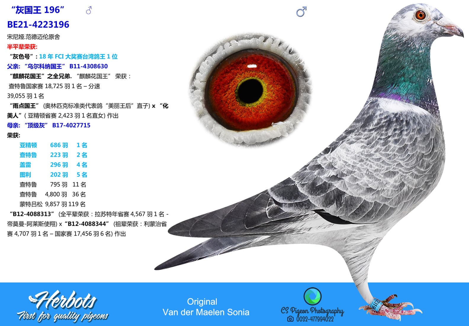 pigeon: undefined